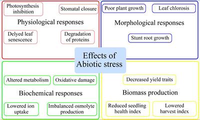 Melatonin: Current status and future perspectives in horticultural plants